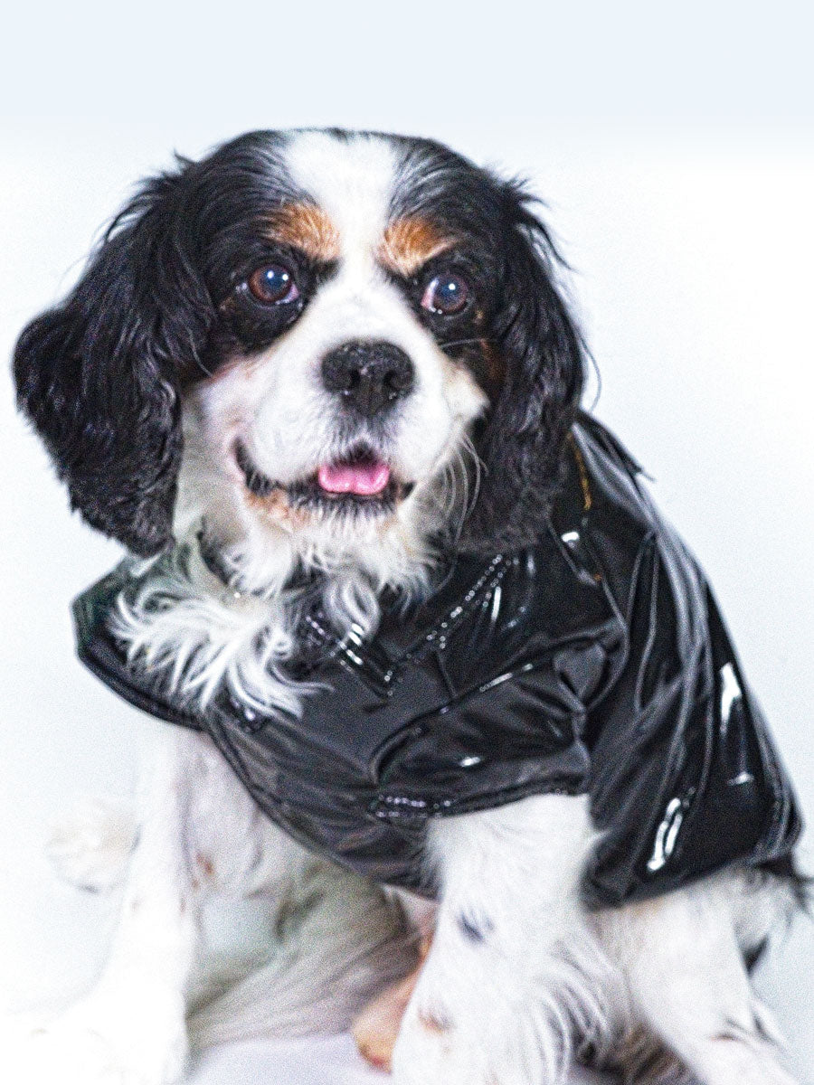 Black Biker Jacket For Dogs
