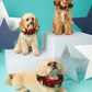 Christmas Sequin Collar for Dogs
