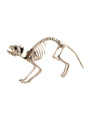 Cat Skeleton Prop for Halloween Decor